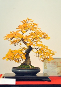 cotinus bonsai oszi lombszinnel a bonsai es suiseki mustra kiallitasan